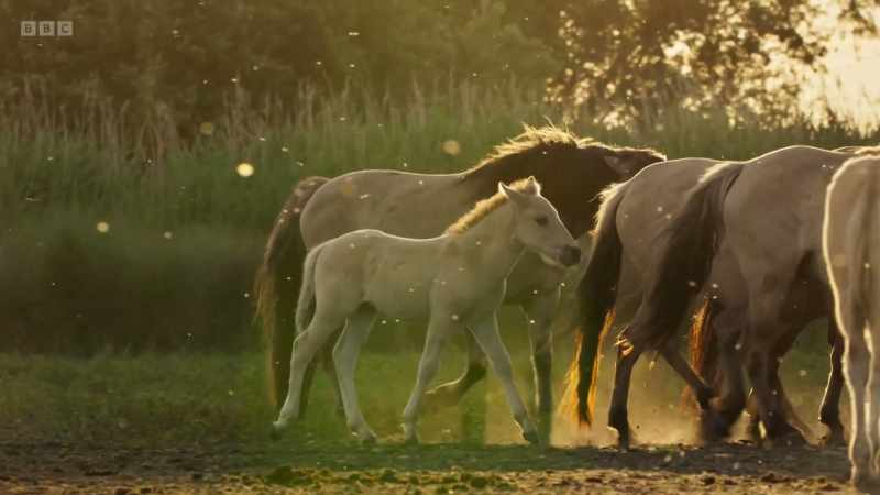 each ruled by a dominant stallion