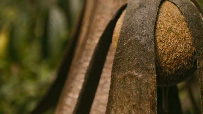 Each seed has the potential to produce a giant