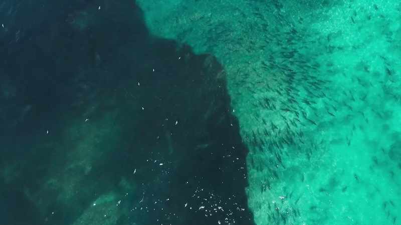 Each shark now fills its stomach