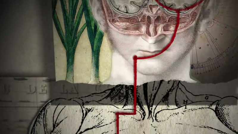 Each side of the brain controls the opposite side