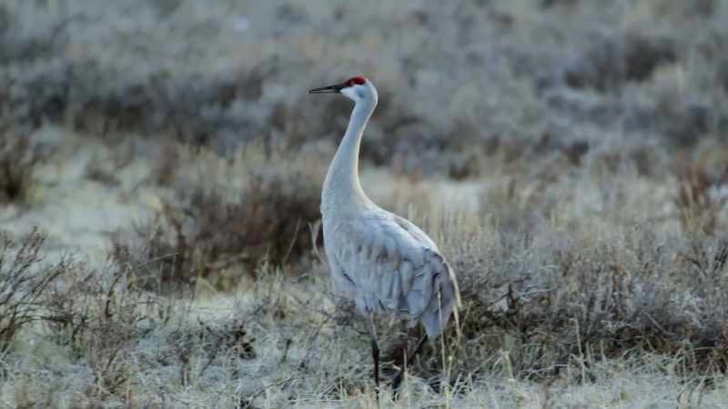 Each spring, the sandhill cranes revive their courtship