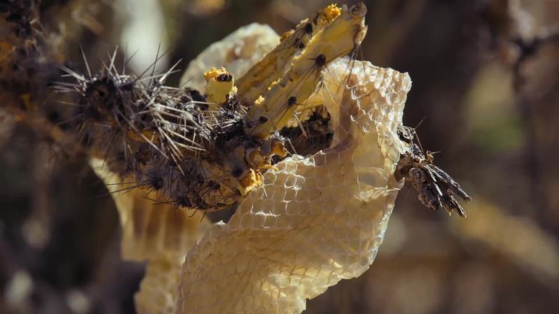 Each time a rattlesnake sheds its skin, it's only getting bigger