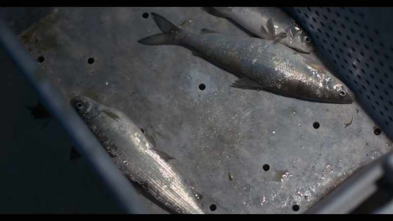 Each year, it's more work for less fish