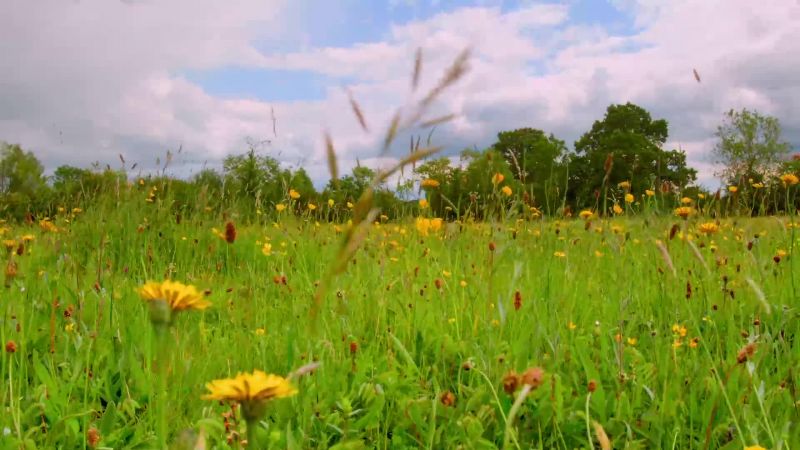 Early summer, and the meadow is about to explode with life