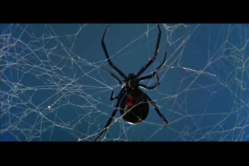Earned its dark title through its deplorable practice of devouring its mate