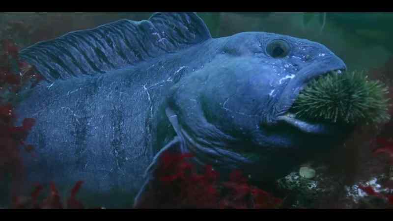 Eating his way north, one urchin at a time