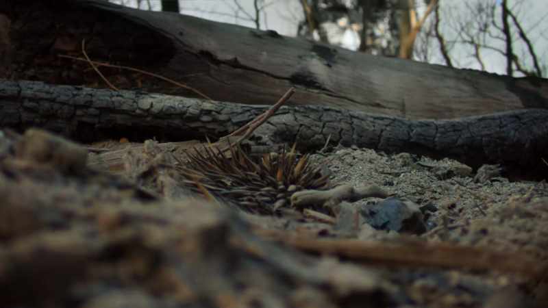 Echidnas can lower their body temperatures enough to survive the fires raging above