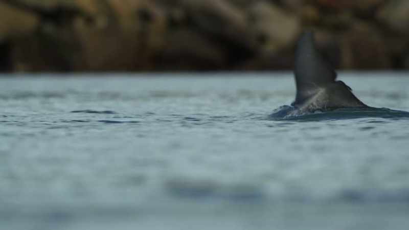 Echolocation is a precision sonar system, that can detect the size