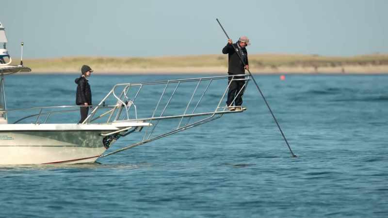 Een catalogus gemaakt van de witte haaien van Cape Cod