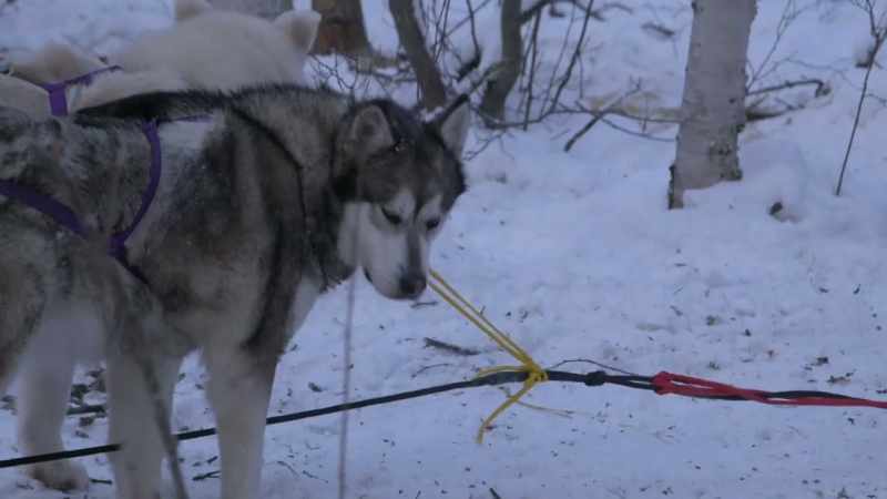 Eight dogs on a light sled is way too much