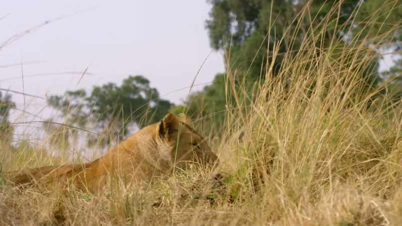 Eight months ago, Charm's pride numbered ten lions