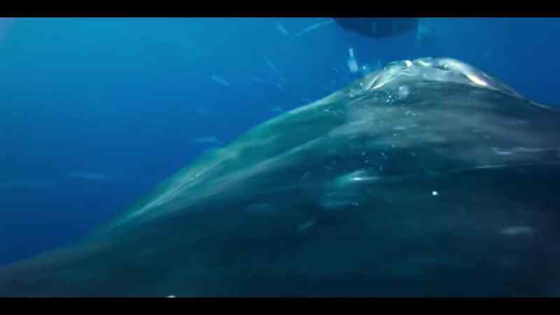 Eighty tons of blubber and muscle collide