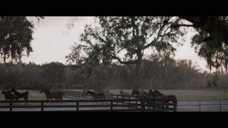 Electrocuting a horse mimics colic