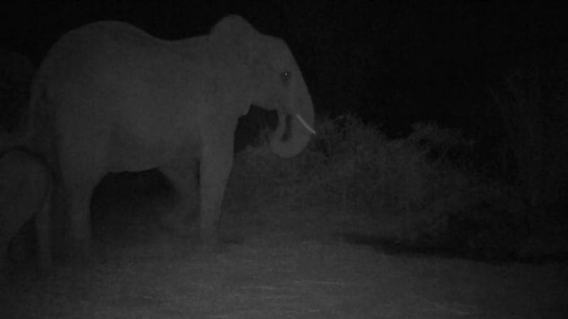 Elephant families have deep bonds