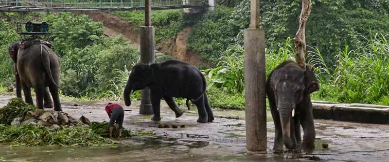 (elephant groaning)