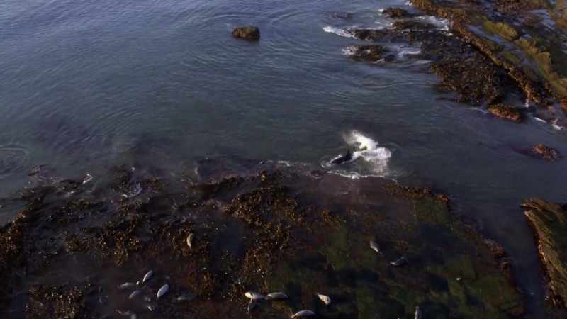 ''Elephant seals are heavily armed with teeth and nails,''