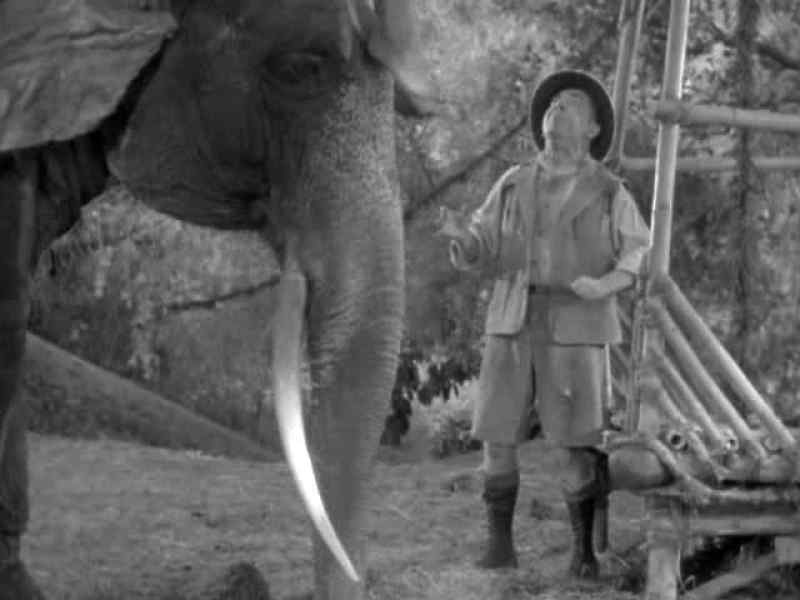 [ELEPHANT SNORTS] [RAWLINS YELPS]