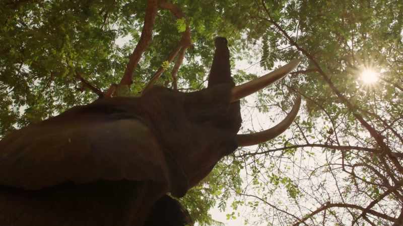 (ELEPHANT SNORTS)