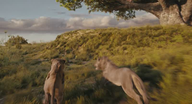Elephant stampede!