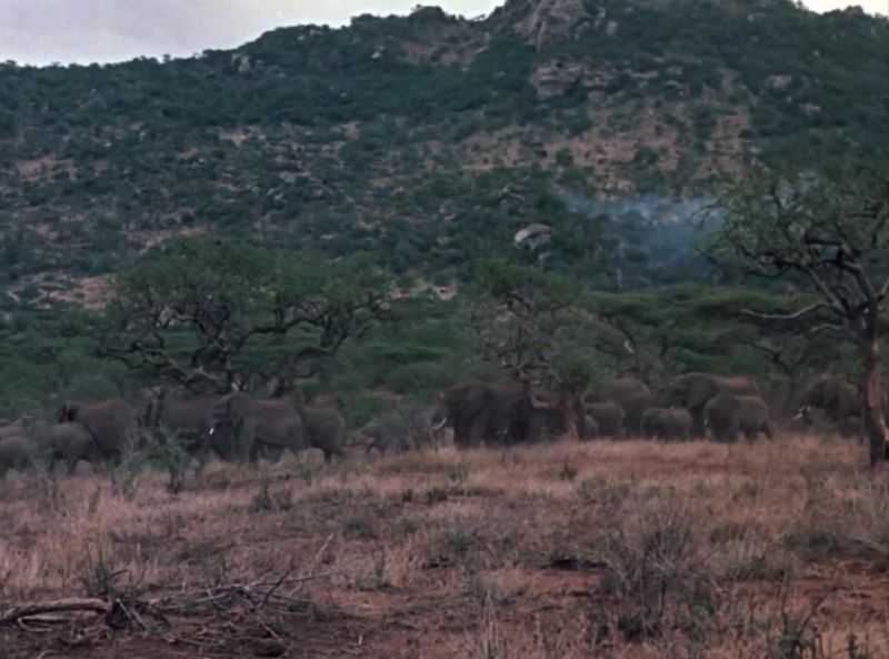 [elephant trumpeting]