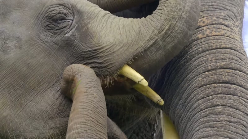 Elephants are meant to be wild