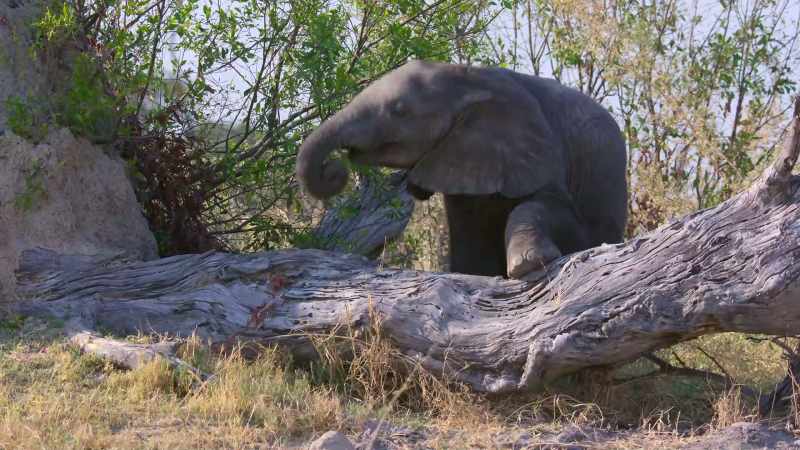Elephants are really gentle