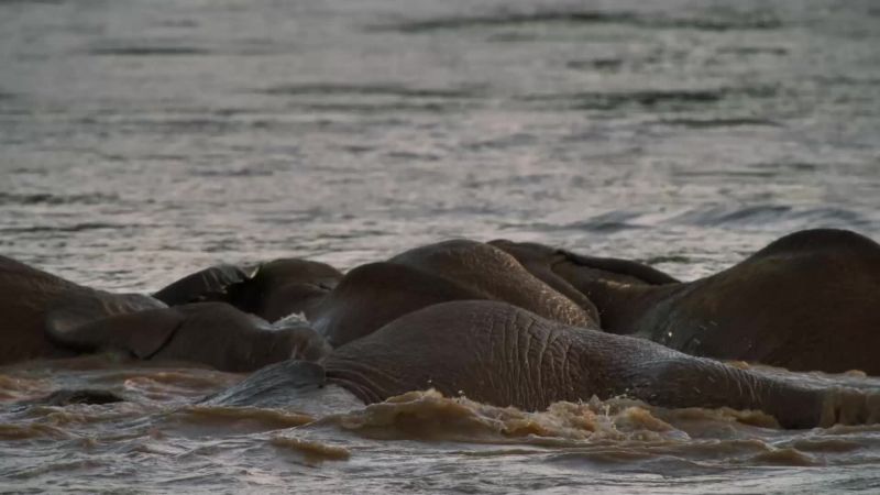 Elephants are sentient animals
