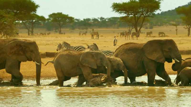 Elephants are too mighty to be trapped by mud