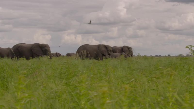 Elephants aren't the only ones worth following