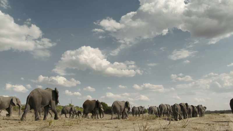 Elephants can cover 20 miles a day