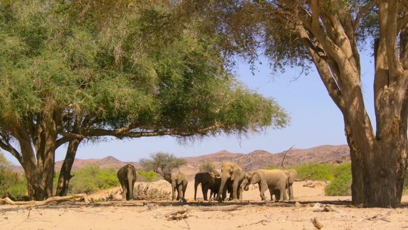 Elephants can only survive here