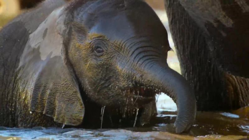 Elephants drink huge amounts of water