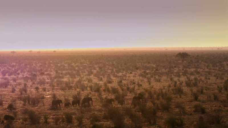 Elephants have incredible memories