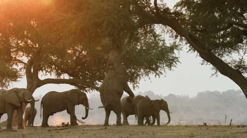 Elephants have used their great intelligence to help them survive
