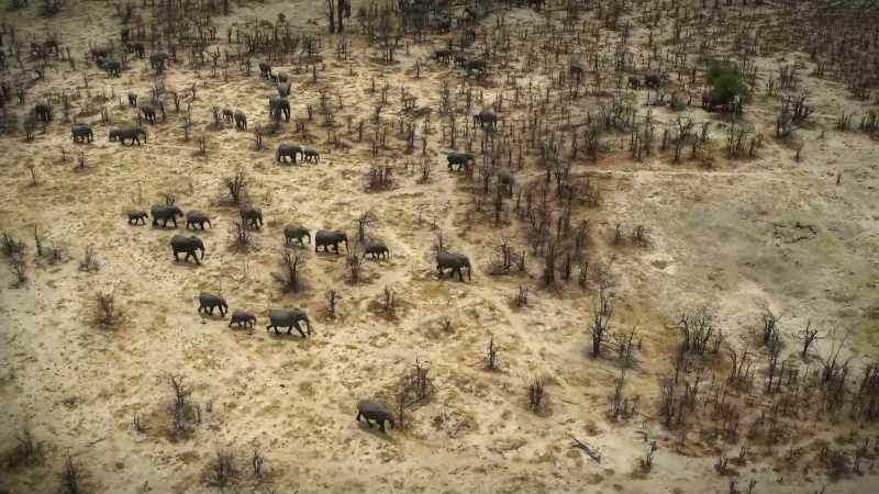 (ELEPHANTS HUFF, TRUMPET) -BENEDICT: Trees can't escape