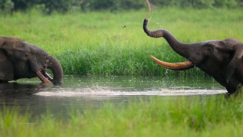 Elephants mine salts from the mud using their trunks