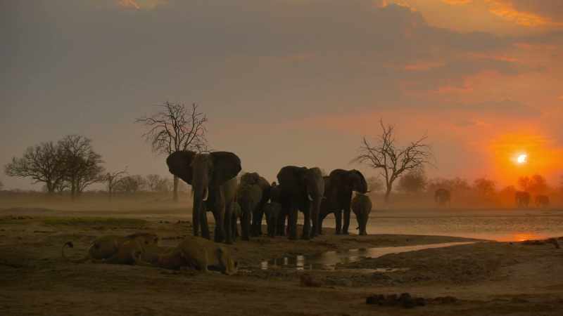 Elephants start advancing on them
