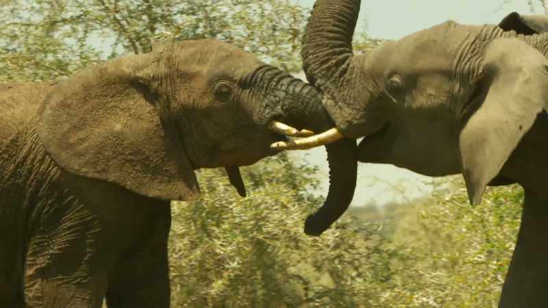 ELEPHANTS TRUMPET