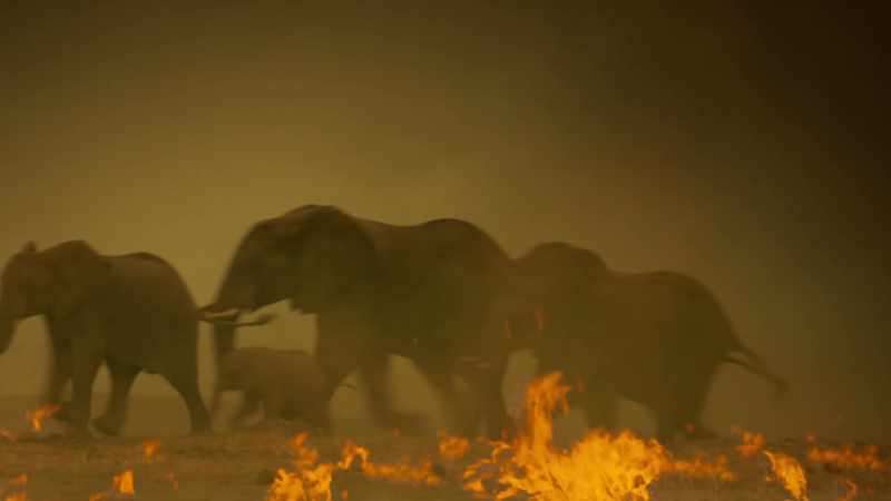 ELEPHANTS TRUMPET