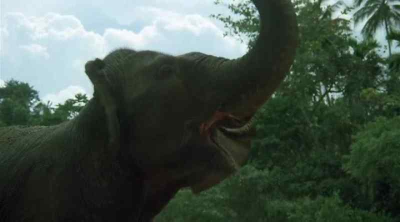 [elephants trumpeting]