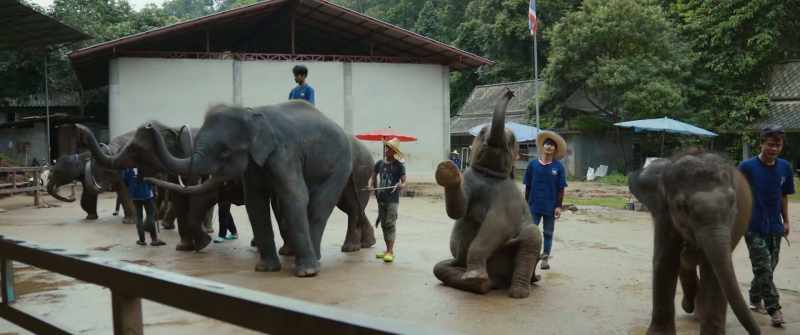 (elephants trumpeting)