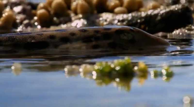 ELI: We found out that they were able to walk along the reef