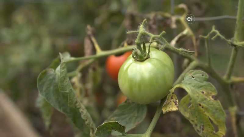 ELIYAHU: THE REASON THAT WE BUILT A FARM LIKE THIS INSTEAD