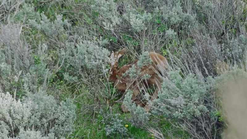 Elk calves are born scentless