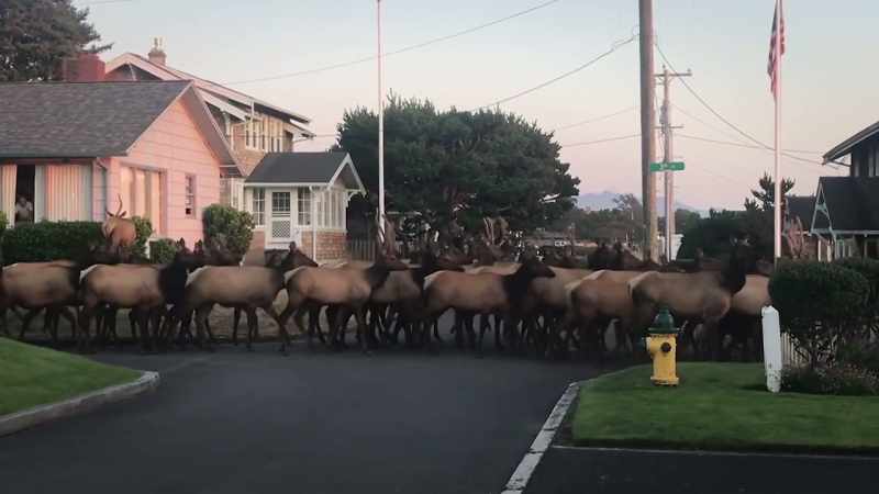 [ Elk screeching ]