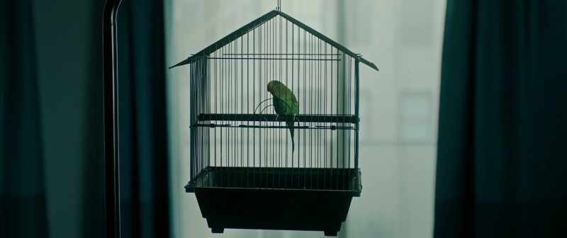 [Ellen] Opposite of free is captive