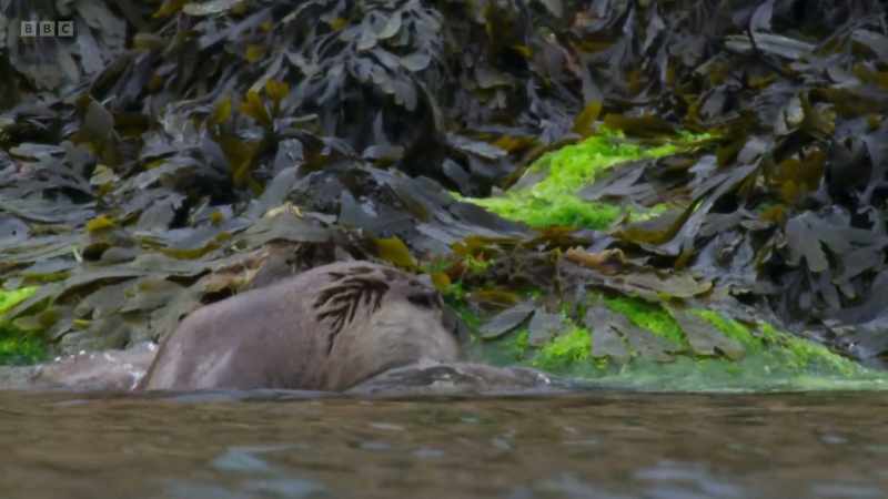 Elsewhere, most live in or beside rivers