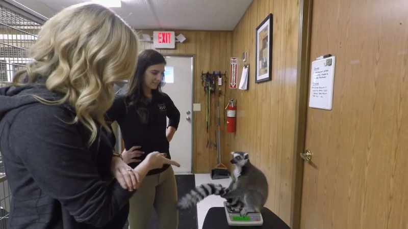 Emily: Ring-tailed lemurs are really, really intelligent