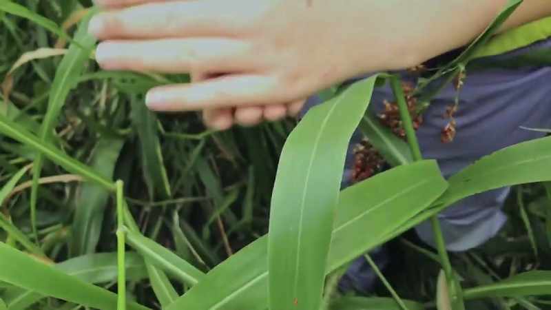 Emma: To be a farmer