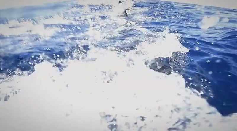 ENRICO: How the white shark bites is